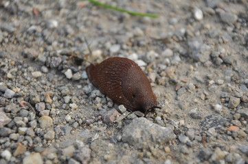 The Spanish slug(Arion vulgaris)