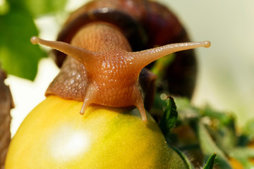 the big Achatina snail