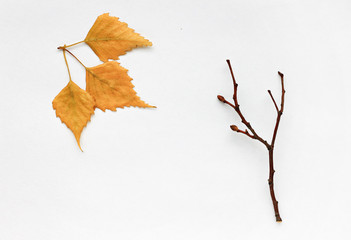 Fall season decor. Bare tree branch, golden dried leaves, white paper. Minimalistic autumn background. 