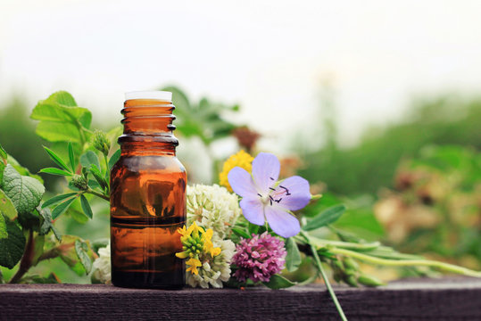 Herbal aroma oil bottle with various drugplant flowers, wooden surface, nature background in blur. Soft focus. Pure natural beauty care. 

