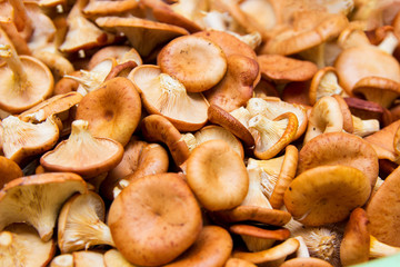 lot of ripe mushrooms