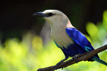 Oiseau Rollier à ventre bleu de profil