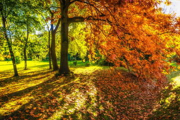 Beautiful colorful autumn.