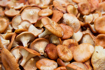 lot of ripe mushrooms