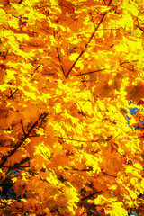 Naklejka na ściany i meble Beautiful colorful autumn.