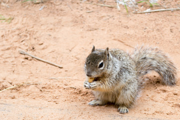 Naklejka na ściany i meble Squirrel at Zion National Park