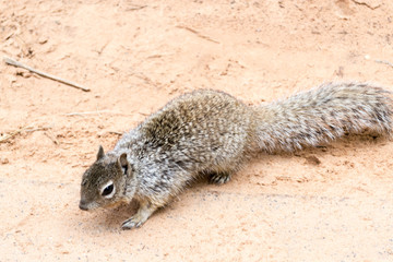Squirrel at Zion National Park