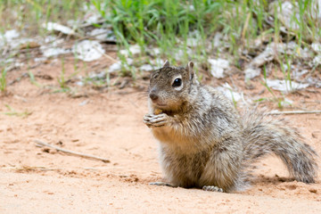 Naklejka na ściany i meble Squirrel at Zion National Park