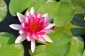 white water lily