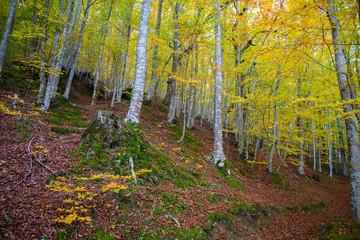Woods in autumn with coorful leaves beech trees