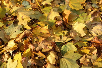 Fallen autumn leaves of trees and plants. Texture