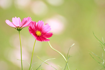 コスモス