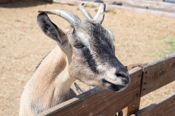 Family of goats at the zoo. Goat's milk is the most useful. Girl feeding goats at the zoo.