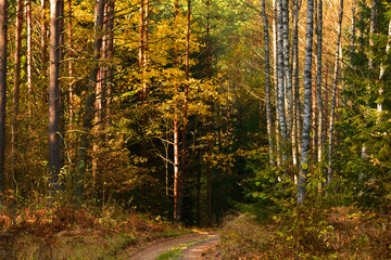 Autumn forest