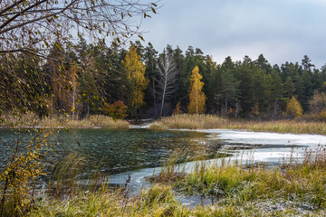Autumn landscape with pines and birches. Siberia, river Ob