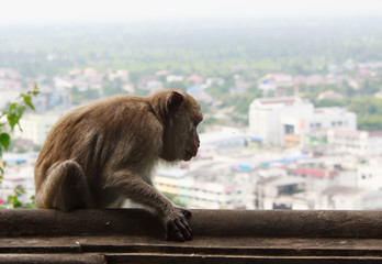 A Monkey with City view