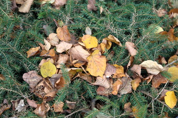 Fallen autumn leaves of trees and plants. Texture