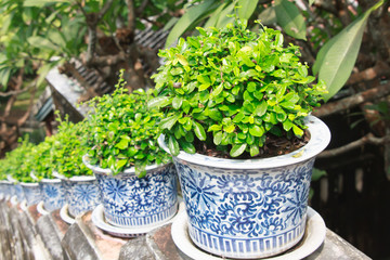 The small tree in Ceramics Pots