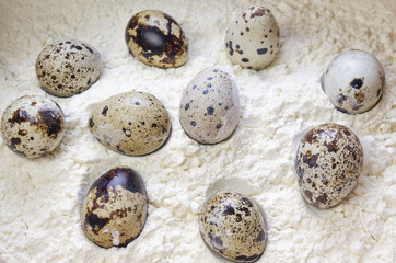 Obraz premium quail egg on a white background
