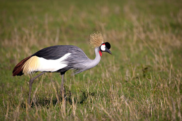 Colorful crowned crane searching for insects in the savanna in Kenya