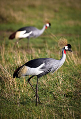 Pair of colorful crowned cranes searching for insects in Kenya's Masai Mara
