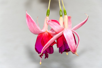 Red fuchsia flowers