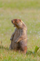 beautiful marmots on the green meadow