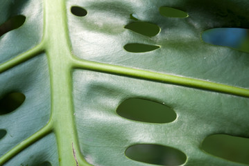 close up of philodendron leaf with rain drops. Guatemala © Byron Ortiz
