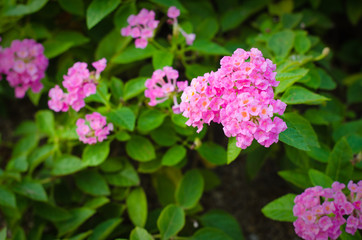 Baan Phakakrong  Flowers a shrub or bush semi-trailer. small flowers shaped spittoon.