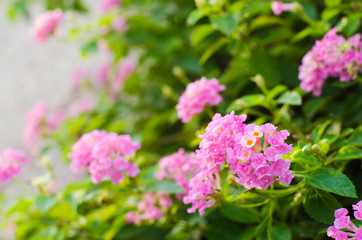 Baan Phakakrong  Flowers a shrub or bush semi-trailer. small flowers shaped spittoon.