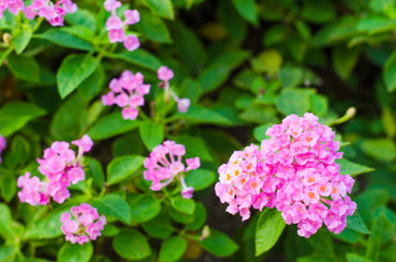 Baan Phakakrong  Flowers a shrub or bush semi-trailer. small flowers shaped spittoon.
