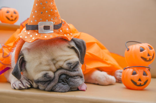 Cute pug dog with costume of happy halloween day sleep rest on s