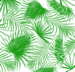 Fototapeta na wymiar Green leaves of palm tree on white background