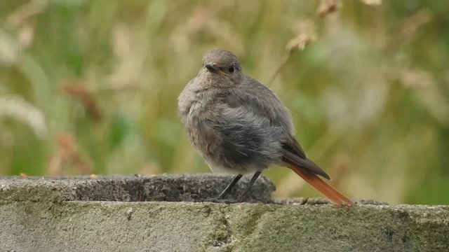 junger juveniler Hausrotschwanz