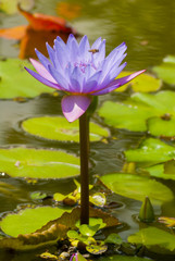 Purple Nymphaea Lotus Flower