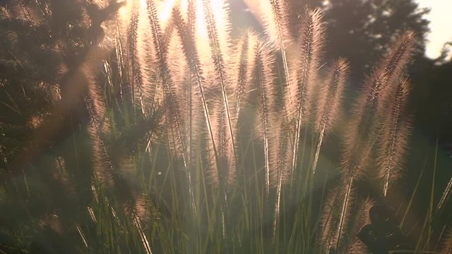 Binsengras bewegt sich im Gegenlicht der untergehenden Sonne