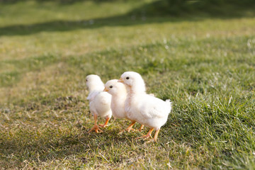Young chicken on a meadow