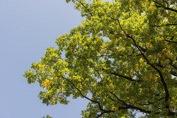 The crown of oak in autumn weather, sunny day.