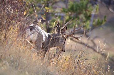 Mule Deer Buck.