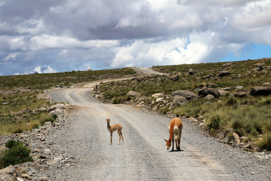 An adult and a young vicuna standing on a gravel road in the andean highlands of Peru
