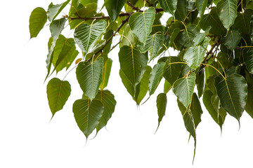 Leaves bodhi tree on a rainy day.