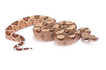 Northern boa, Boa constrictor imperator