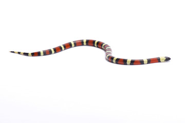 Naklejka premium Sinaloan milk snake, Lampropeltis triangulum sinaloae, Mexico