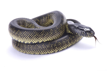 Mexican black kingsnake ,Lampropeltis getula nigrita,