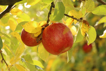 Ripe apples on the tree