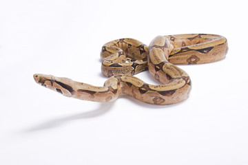 Bolivian boa, Boa constrictor amarali, Bolivia