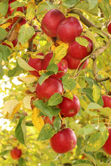Ripe apples on the tree