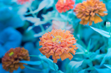 Orange zinnia, making light soft