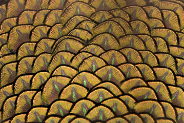 Naklejka premium Beautiful peacock feathers, Green Peacock Bird's Feathers in the close up details
