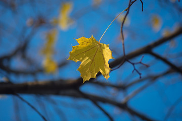 Obraz premium Желтые листья на ветках клена на фоне голубого неба в яркий солнечный день в октябре